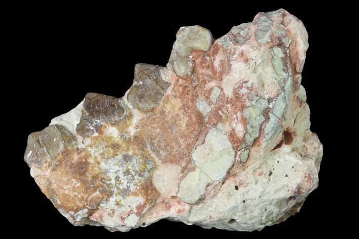 Oreodont (Merycoidodon) Jaw Section - South Dakota #140917